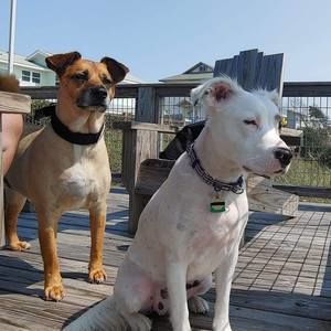 Meet your Posher, Pamela